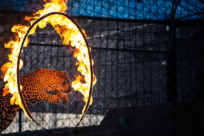 Should Wales ban the use of wild animals in circuses?